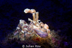 Harlequin Shrimp (Hymenocera picta) by Julian Hsu 